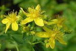 Неоценимая польза зверобоя