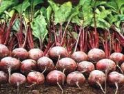 Аграрии Ставрополья собрали хороший урожай сахарной свеклы