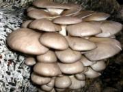 Раскрыт секрет пользы вешенок