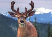 В Пятигорск накануне Старого Нового года с «визитом» пожаловал благородный олень