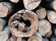 В Ставрополе группа молодых людей вырубила деревья для постройки крепости