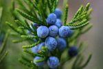 Очищение крови с помощью ягод можжевельника