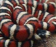 Жительница Ставрополя обнаружила в санузле змею