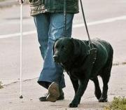 В Ставрополе уволили продавщицу, не пустившую в магазин слепого