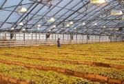 На Ставрополье в 2013 году планируется реконструировать и построить более 24 гектаров теплиц