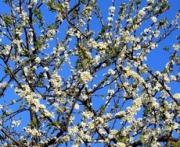 На Ставрополье морозы могут уничтожить урожай косточковых