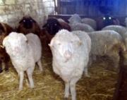 На Ставрополье скотокрад прятался от сотрудников полиции в шкафу