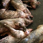 Китайцы снова плюнули в колодец из которого пьют