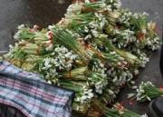 Экологи обеспокоены варварским истреблением первоцветов на Ставрополье