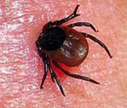 На Ставрополье начался сезон клещей-переносчиков крымской геморрагической лихорадки