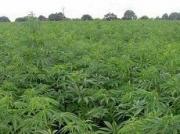 Сотрудники полиции обнаружили в огороде ставропольца более 1000 кустов конопли