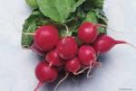 Немного о редиске