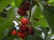 Аграрии Ставрополья собрали более 166 тонн земляники