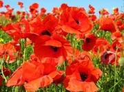 Ставрополье вступило в активную борьбу с очагами произрастания наркосодержащих растений