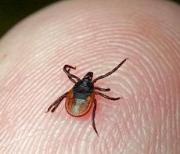 В Ставрополе повысилась вероятность заражения опасной болезнью