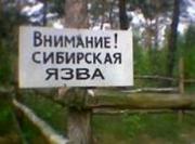 Прокуратура края проводит проверку информации о вспышке сибирской язвы