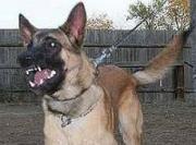 Пьяная жительница Буденновска пыталась натравить немецкую овчарку на сотрудника полиции