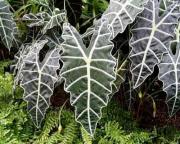 Как и что лечат алоказией