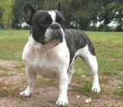 Подросток отобрал у&nbsp;жителя Георгиевска породистого щенка