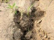 Дума Ставрополья: В&nbsp;крае идет катастрофическая потеря плодородия почв