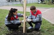 Тысячу деревьев высадили студенты на улице Серова