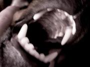 На Ставрополье полиция спасла местную жительницу от опасного животного