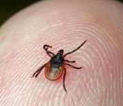 В прошедшем сезоне случаев заболевания КГЛ в Ставрополе не зарегистрировано