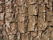 Использование коры дуба в косметических и медицинских целях