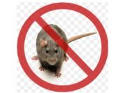 klopoff.ru – качественная дератизация территории