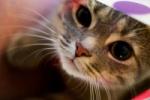 Кошки помогут победить болезни