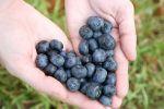 Черника - польза и удовольствие в одном