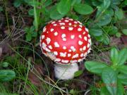 Мухомором – по прострелу: народные средства лечения люмбаго