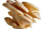Гриб вешенка: польза и вред
