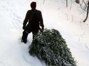 В Александровском районе раскрыто два факта незаконной вырубки хвойных деревьев