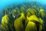Морская капуста названа идеальным антиоксидантом