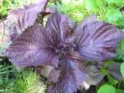 fitomedic.net  - лечебные травы