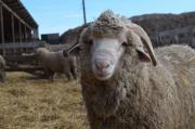 Над новой породой  овец работают ученые и аграрии Ставрополья