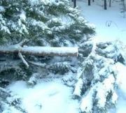 В Ипатовском районе прокуратура провела проверку по факту вырубки ели