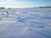 Сильные холода на Ставрополье могут привести к гибели пшеницы, плодовых и винограда