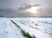 На Ставрополье отступила угроза гибели озимых и винограда