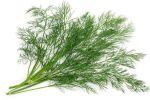 Лекарство с грядки - укроп