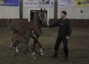 На Ставрополье родился уникальный жеребёнок