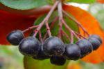 Полезные свойства черноплодной рябины