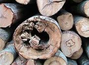 Прокуратура Ставрополя выявила в городе ряд нарушений в сфере лесного контроля