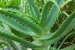 Алоэ Вера и рак: рецепт для исцеления от рака