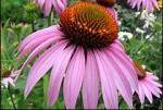 Сомнительная польза эхинацеи