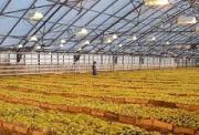 Новые тепличные комплексы должны появиться на Ставрополье