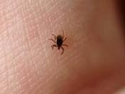 Ставропольские медики готовы к эпидсезону крымской геморрагической лихорадки