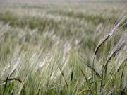 На Ставрополье есть все предпосылки для хорошего урожая