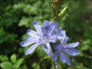 Лечебный цикорий